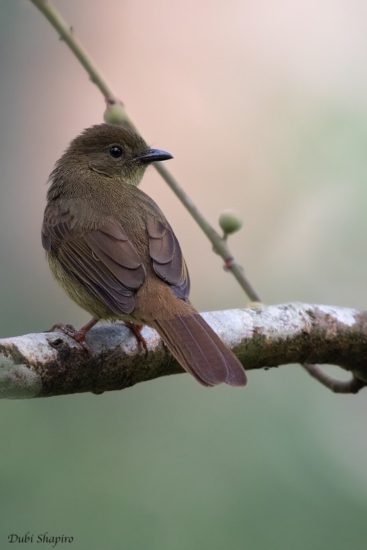 Little Greenbul - ML205099771