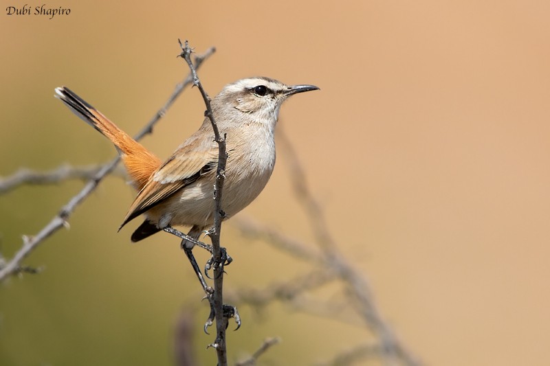 Kalahari Scrub-Robin - ML205099821