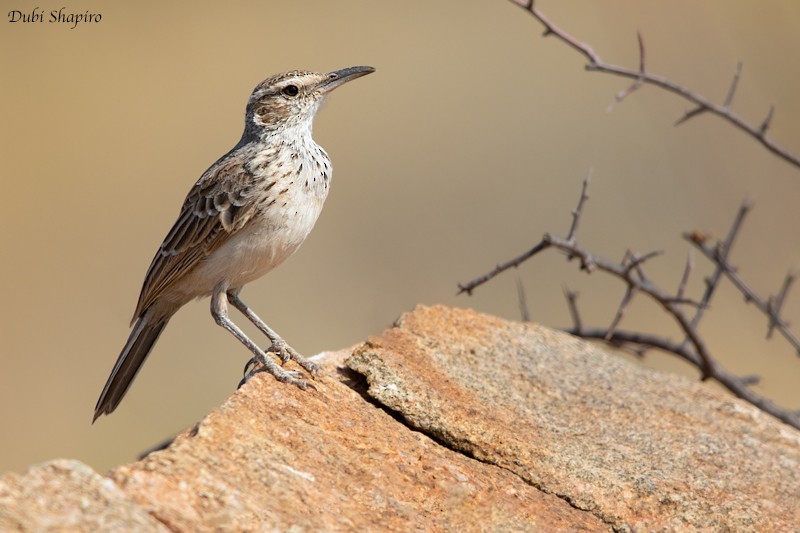 Karoo Long-billed Lark (Benguela) - ML205099831