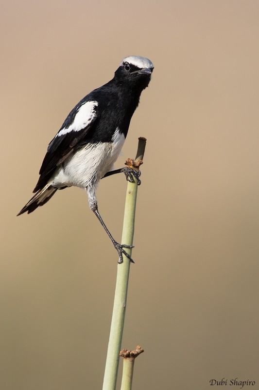 Mountain Wheatear - ML205099881