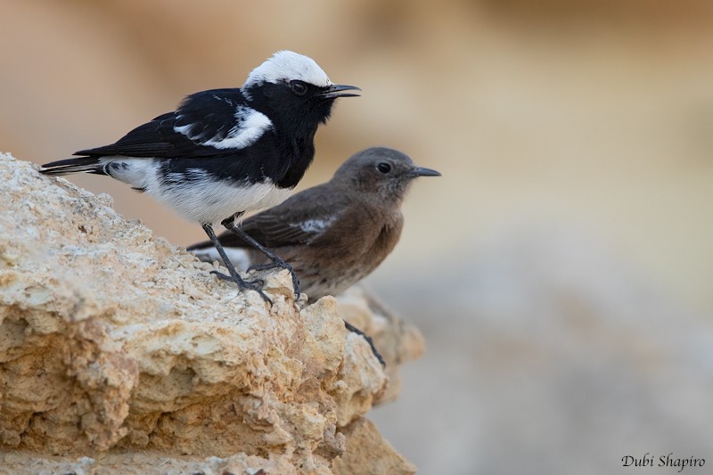 Mountain Wheatear - ML205099891