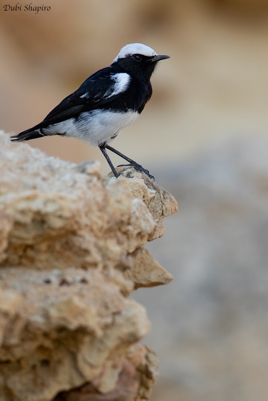 Mountain Wheatear - ML205099901