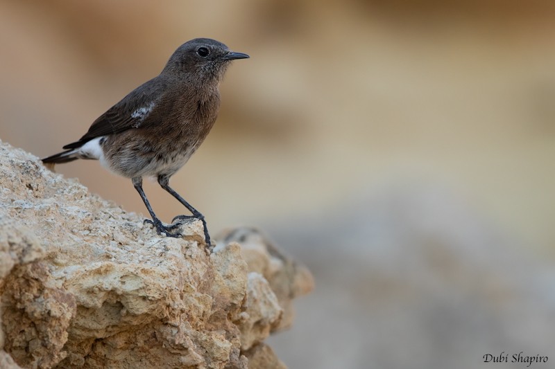 Mountain Wheatear - ML205099911