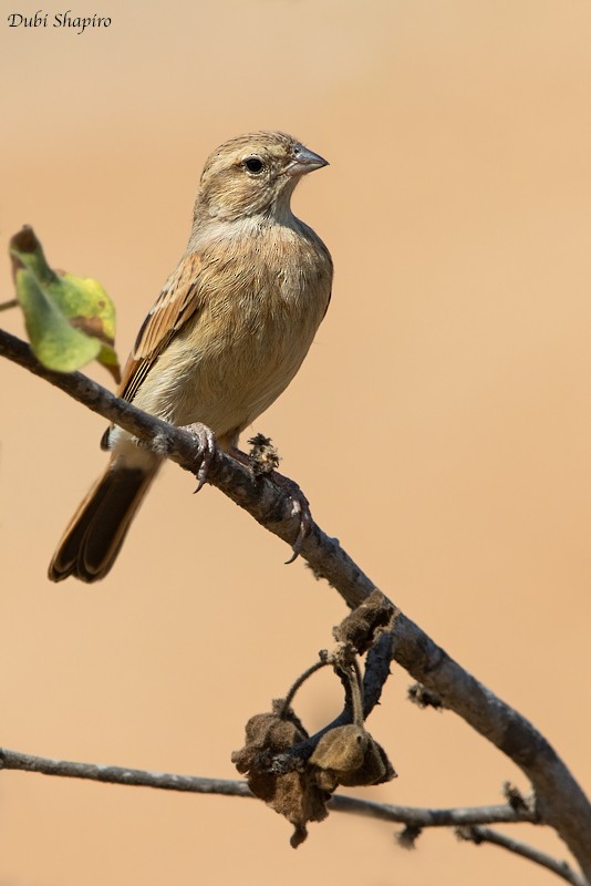 Lark-like Bunting - ML205099921