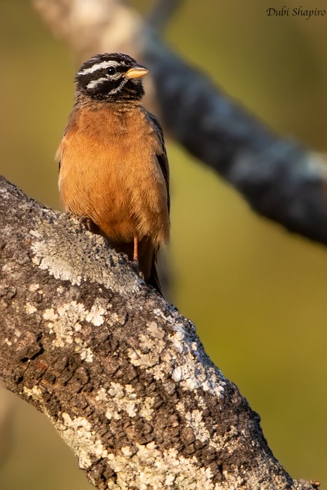 Cinnamon-breasted Bunting - ML205099931