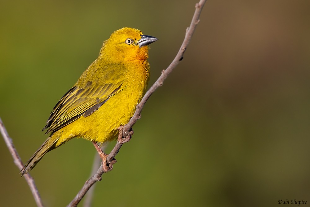 Holub's Golden-Weaver - ML205099971