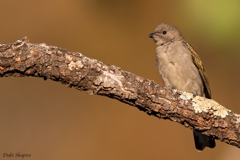 Lesser Honeyguide (Lesser) - ML205100031