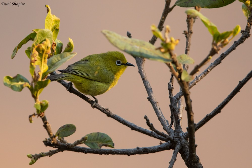 Northern Yellow White-eye - ML205100061