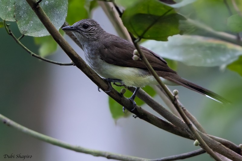 Swamp Greenbul - Dubi Shapiro