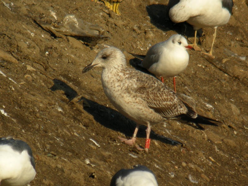 小黑背鷗(intermedius) - ML205100361