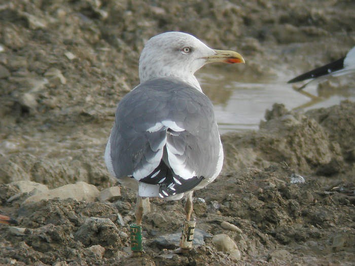 Lesser Black-backed Gull - ML205100631