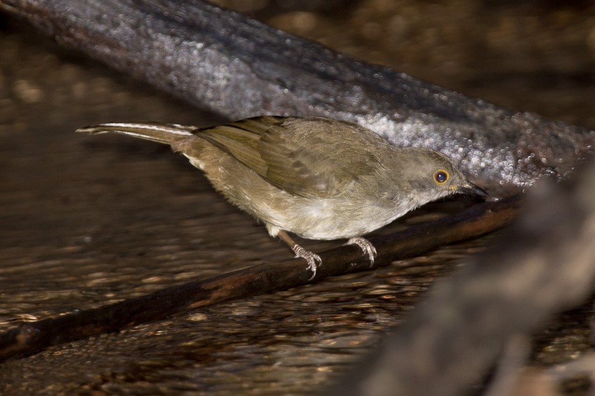 Spectacled Bulbul - ML205100841