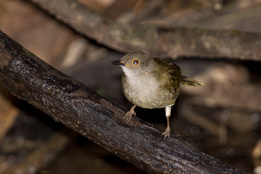 Spectacled Bulbul - ML205100851