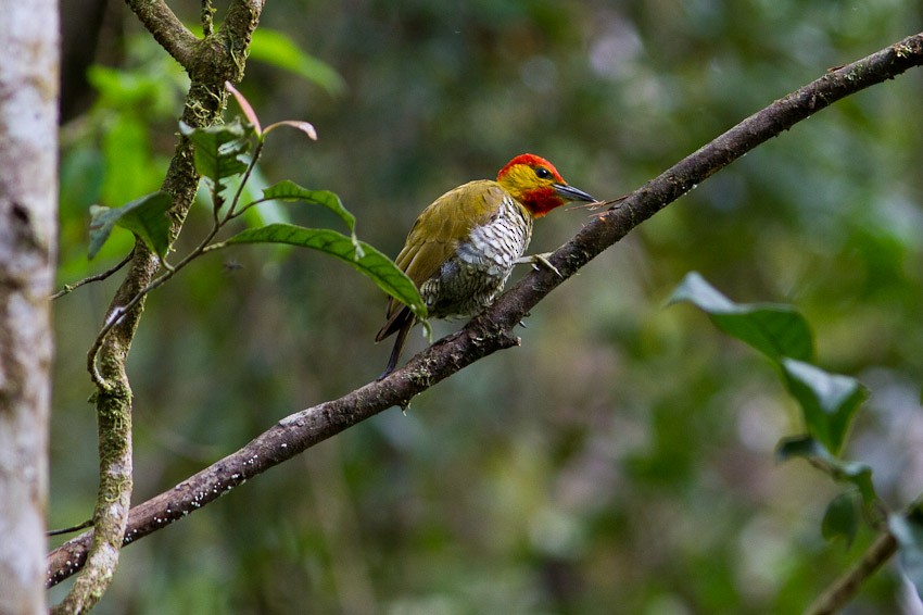 Yellow-throated Woodpecker - ML205100951