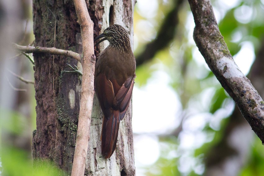 White-throated Woodcreeper - ML205100981