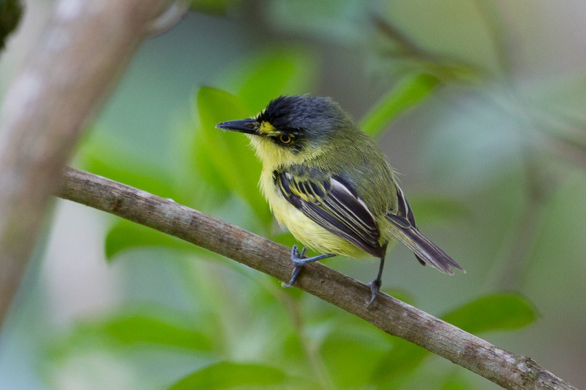 Gray-headed Tody-Flycatcher - ML205101001