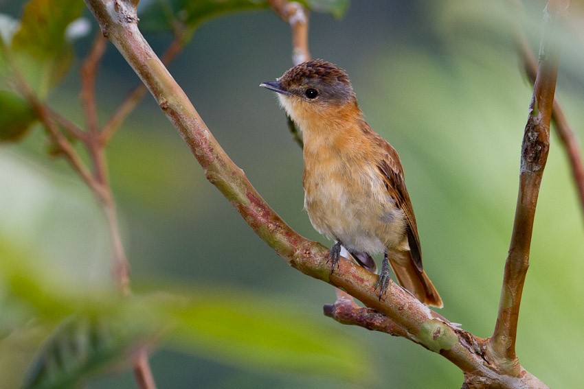 Chestnut-crowned Becard - ML205101051