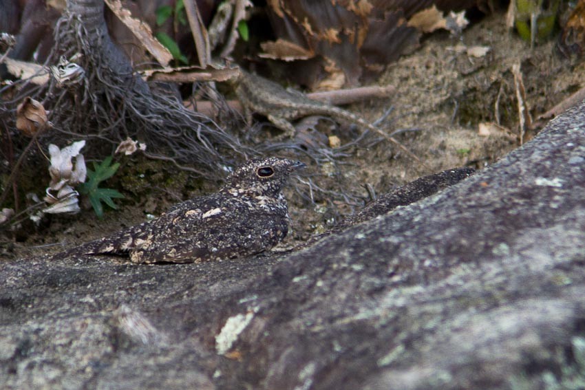 Pygmy Nightjar - ML205101101