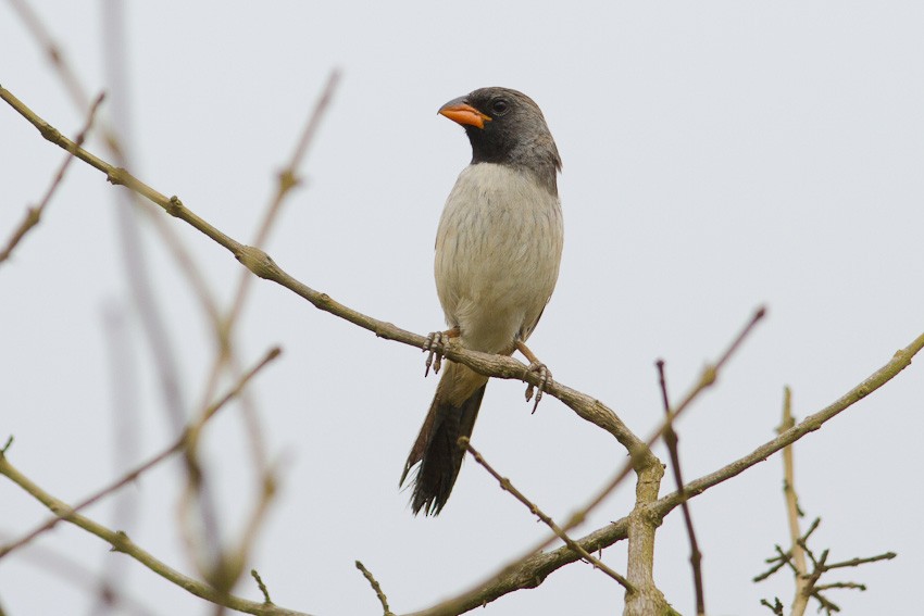 Black-throated Saltator - ML205101121