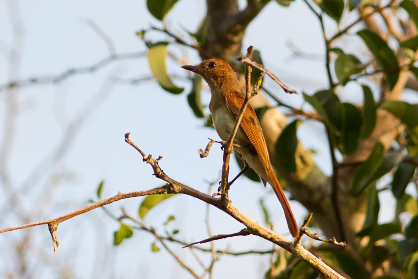 Ash-throated Casiornis - ML205101361