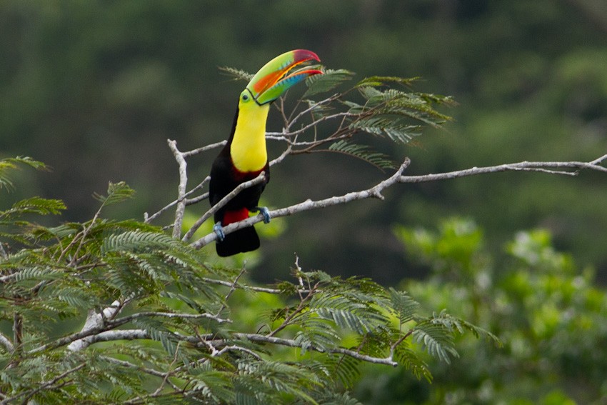 Keel-billed Toucan - Niels Poul Dreyer