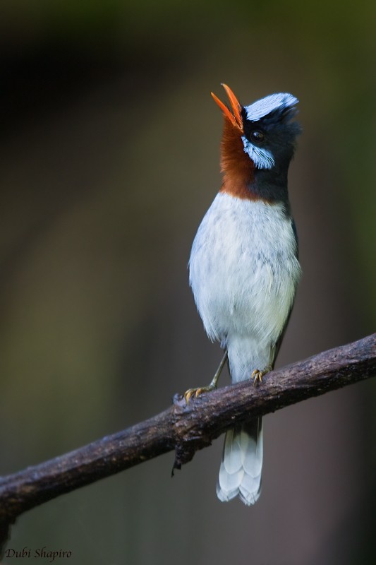 Chestnut-throated Flycatcher - ML205101461