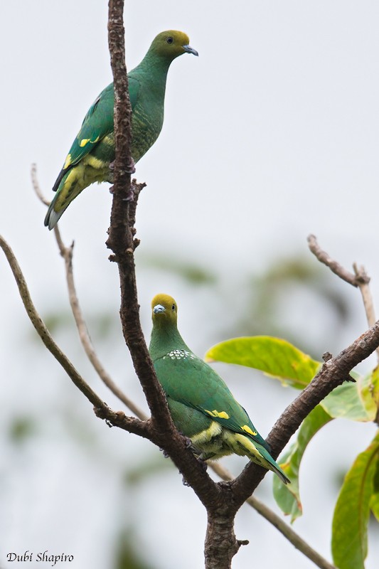 Tanna Fruit-Dove - ML205101491