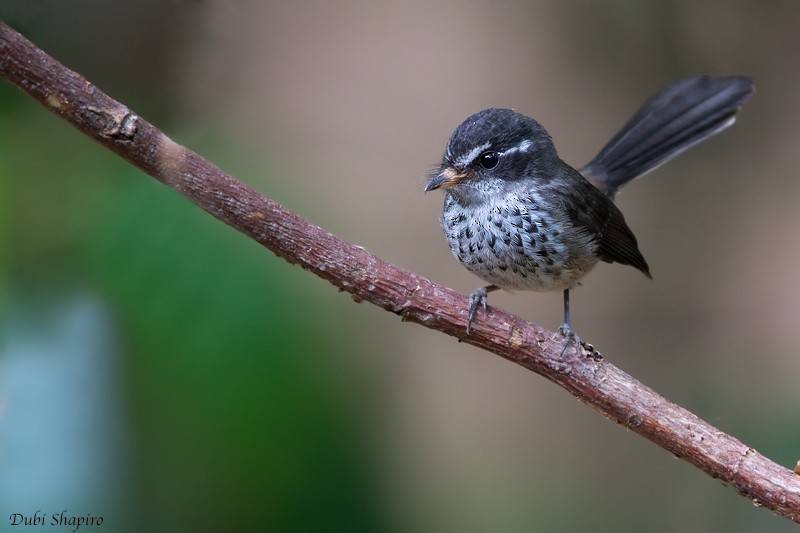 Vanuatu Streaked Fantail - ML205101501