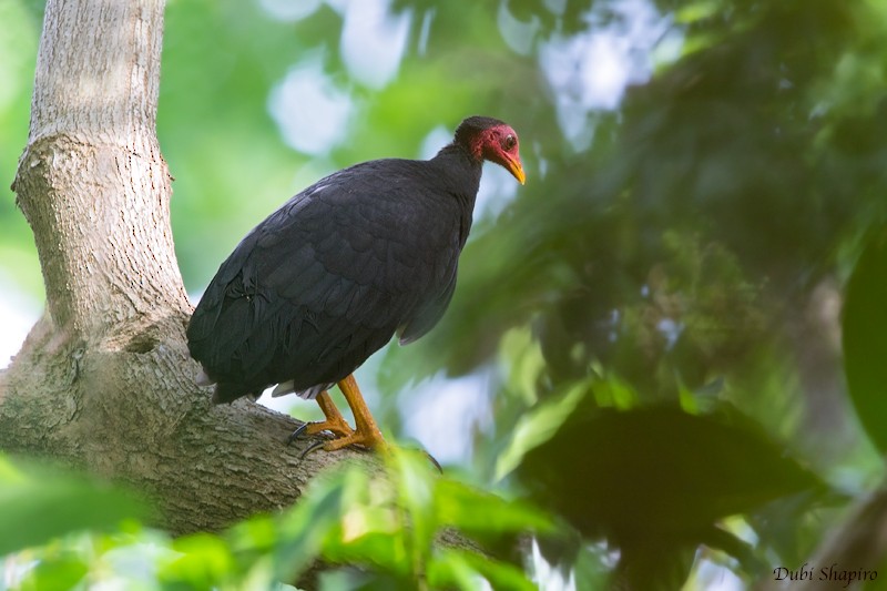 Vanuatu-Großfußhuhn - ML205101511