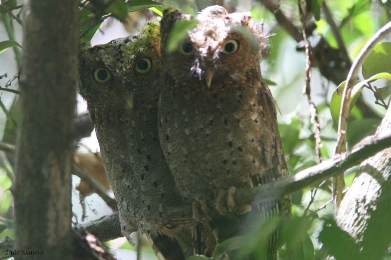 Sokoke Scops-Owl - ML205101541