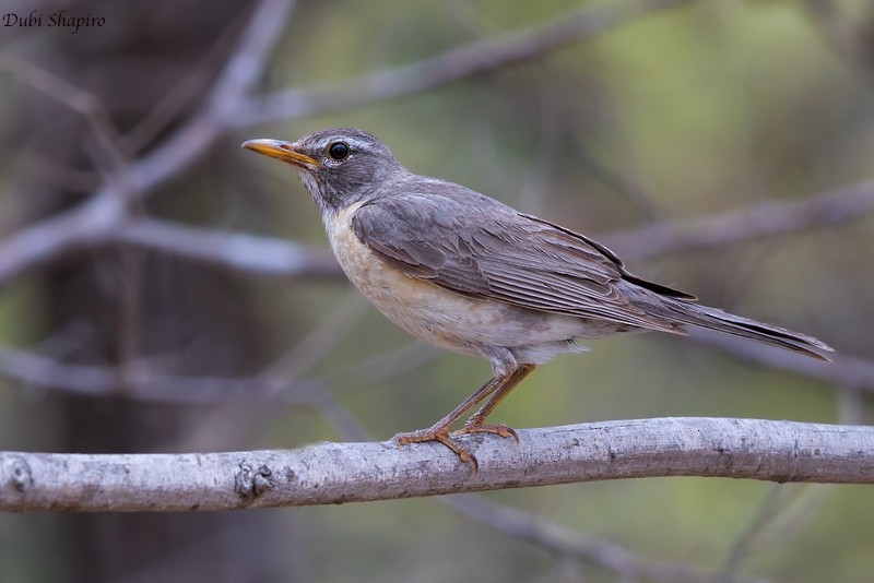 American Robin (San Lucas) - Dubi Shapiro