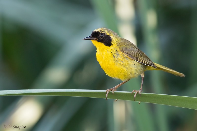 Belding's Yellowthroat - ML205101601