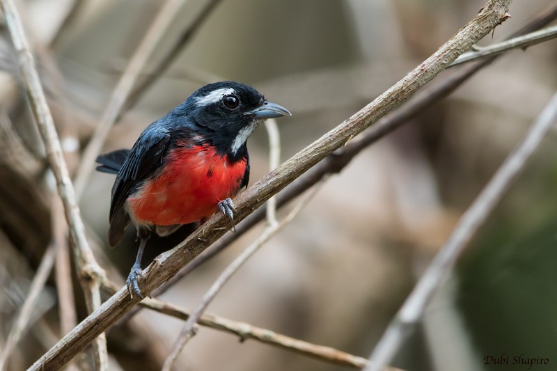 Rose-breasted Chat - Dubi Shapiro
