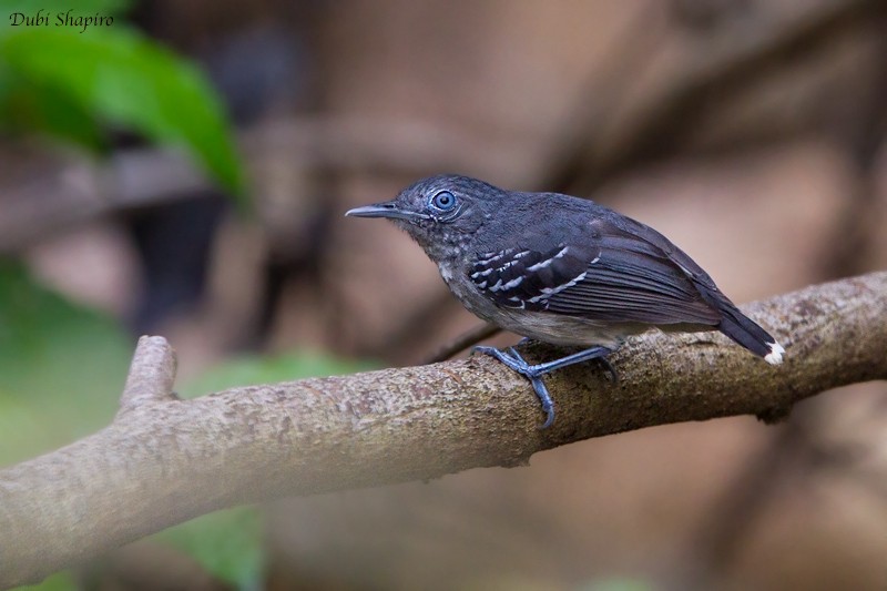 Band-tailed Antbird - ML205101921