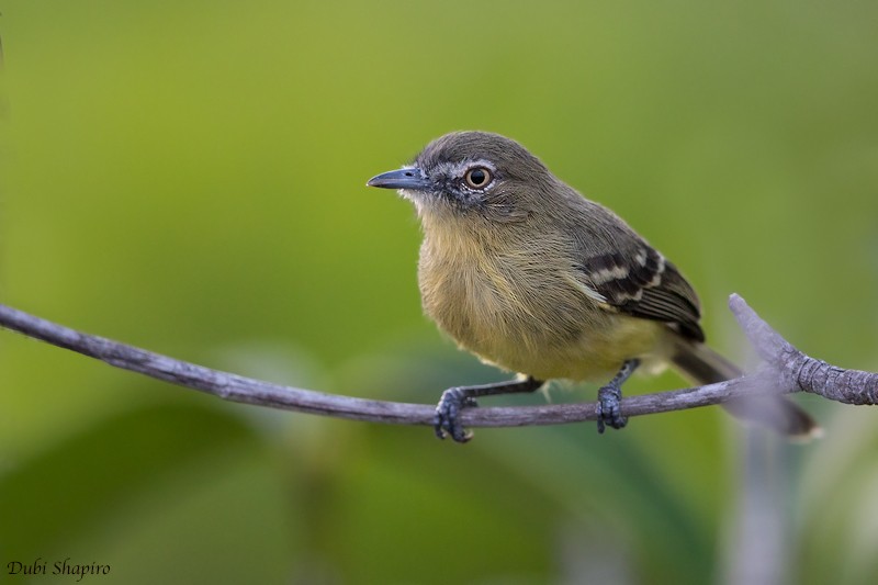 Pale-tipped Tyrannulet - Dubi Shapiro