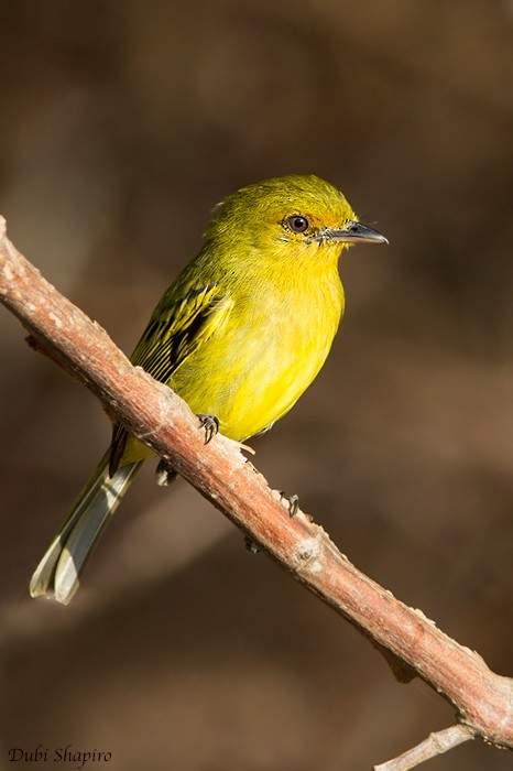 Ochre-lored Flatbill - Dubi Shapiro