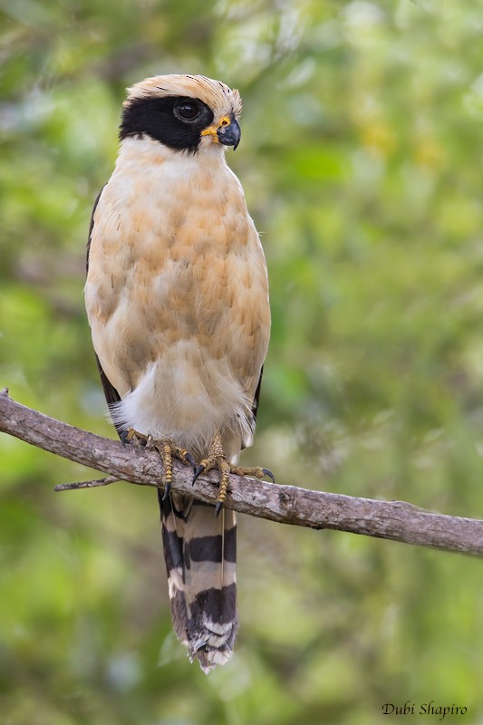 Laughing Falcon - ML205102041