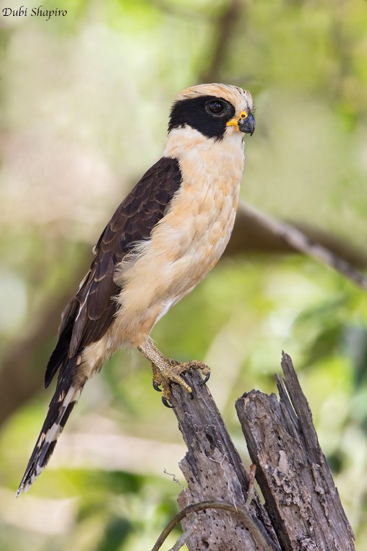 Laughing Falcon - ML205102051