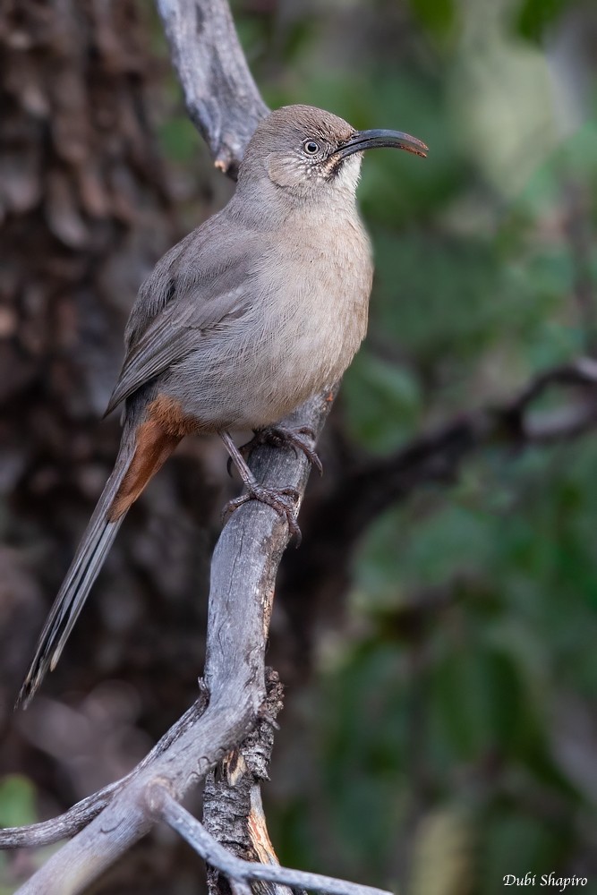 Crissal Thrasher - Dubi Shapiro