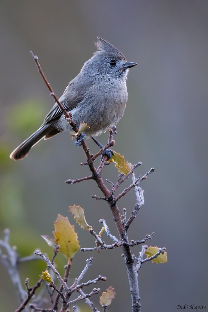 Juniper Titmouse - ML205102211