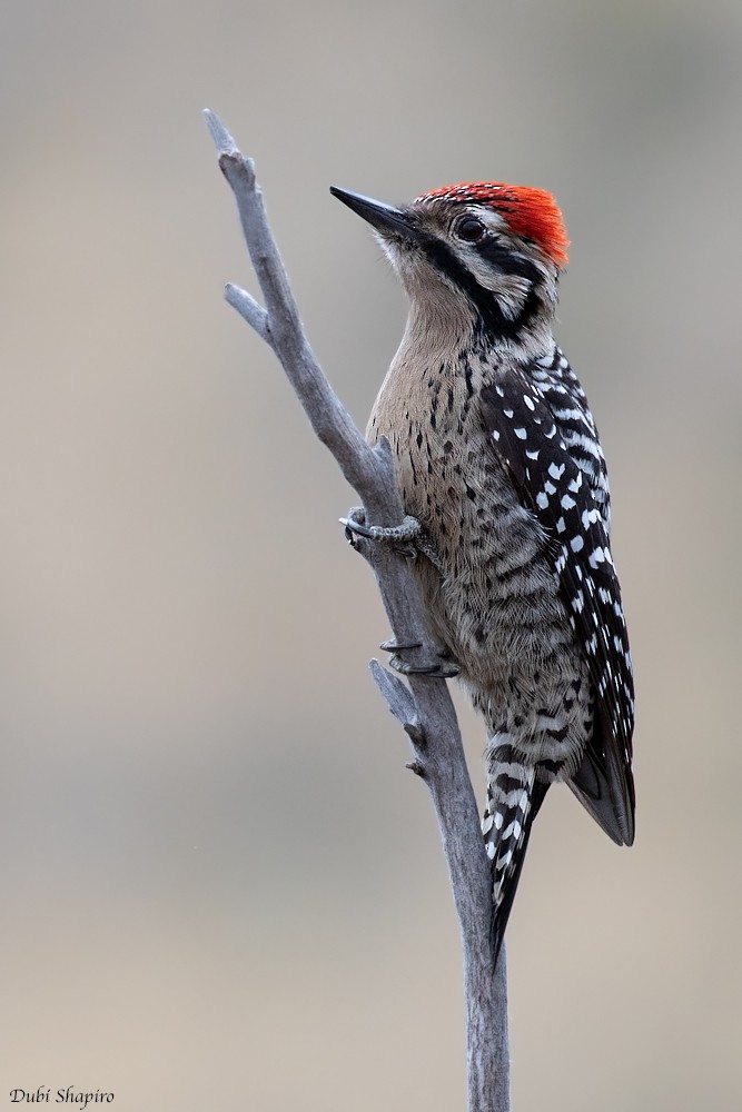 Ladder-backed Woodpecker - ML205102381