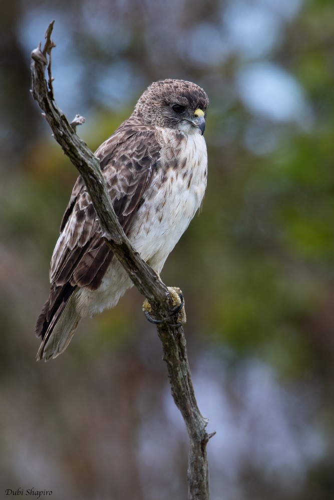 Hawaiian Hawk - ML205102641