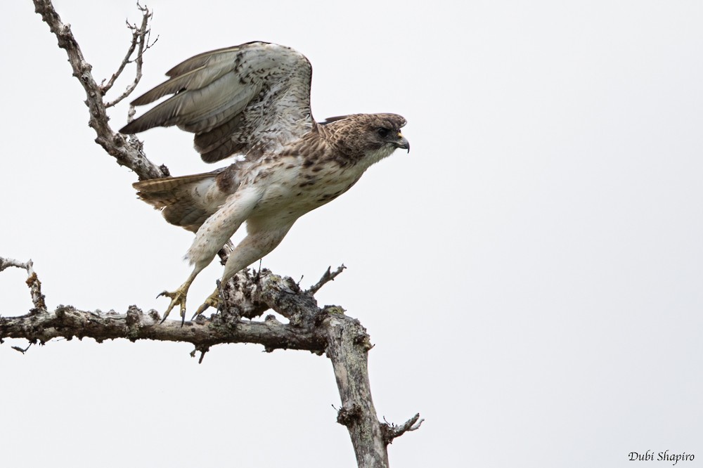 Hawaiian Hawk - ML205102651