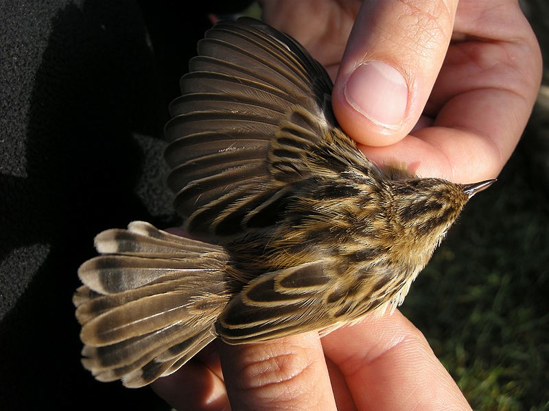 棕扇尾鶯(juncidis群) - ML205102761