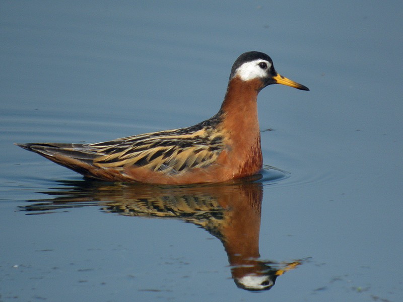 Red Phalarope - Alain Fossé