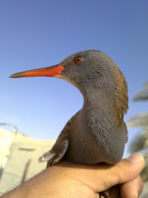 Water Rail - A Ghaffar