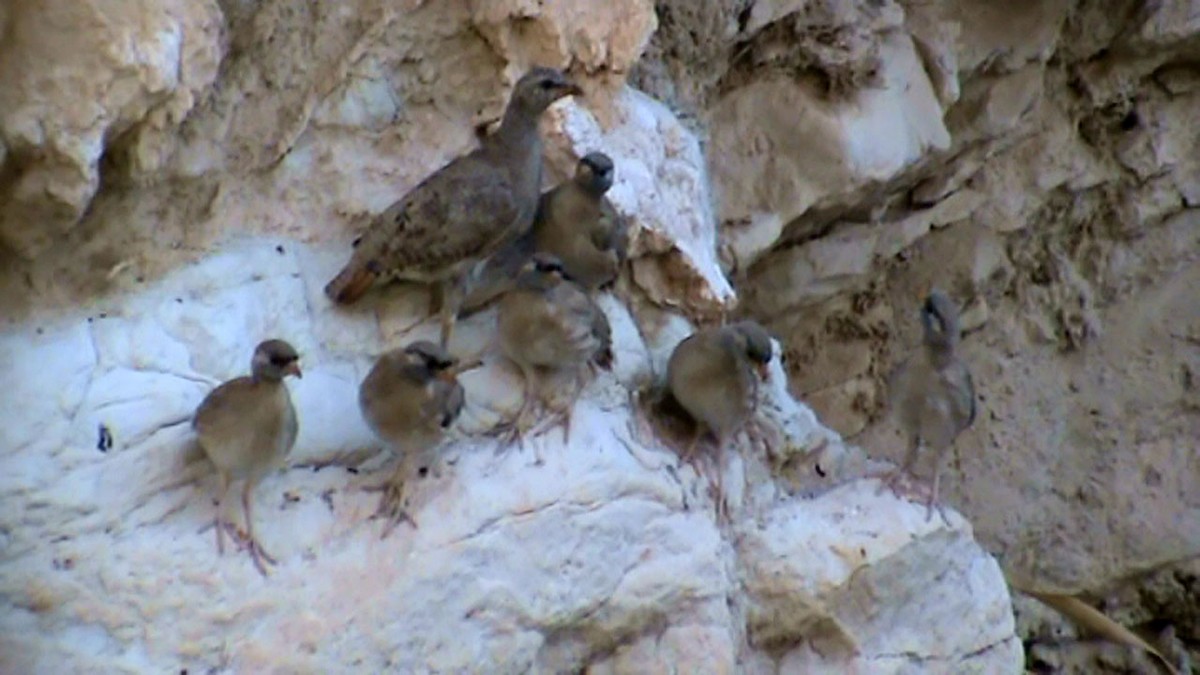 See-see Partridge - A Ghaffar