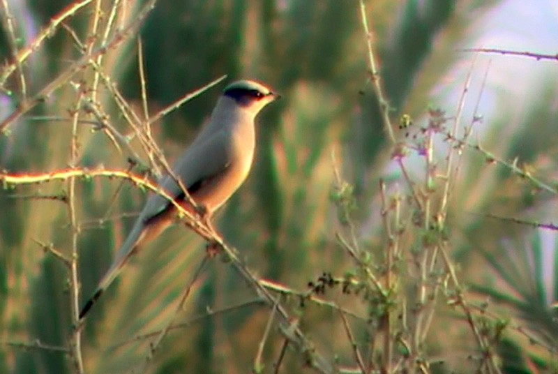 Hypocolius - ML205103041