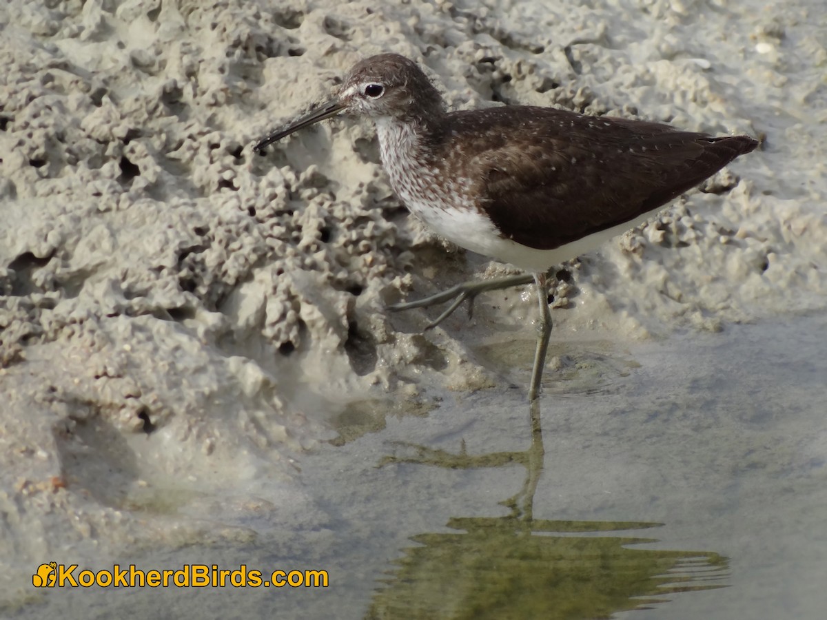 Green Sandpiper - ML205103111