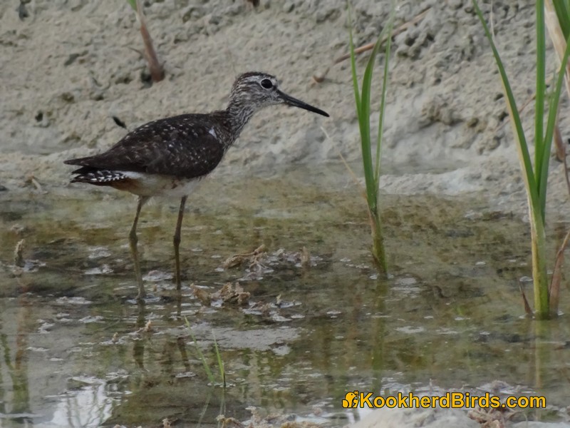 Wood Sandpiper - ML205103131